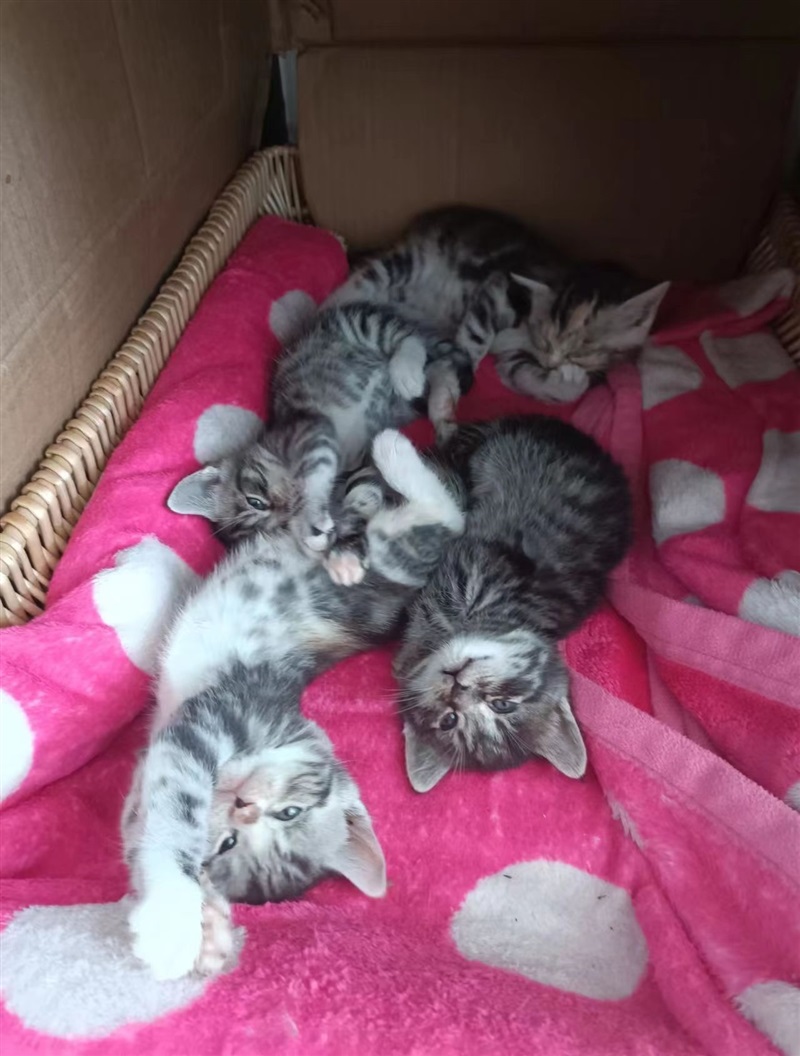 小猫咪找主人