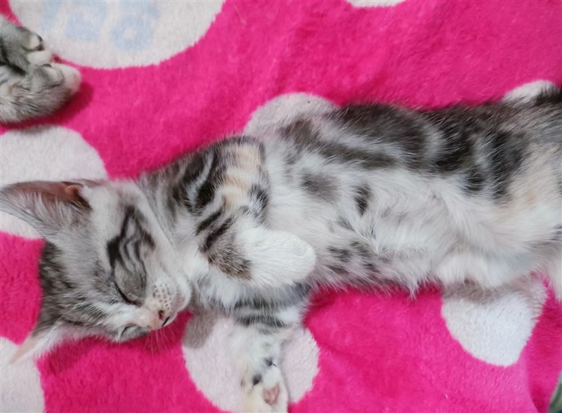 小猫咪找主人