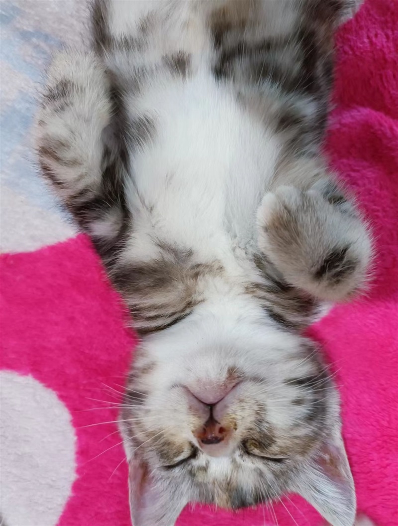小猫咪找主人