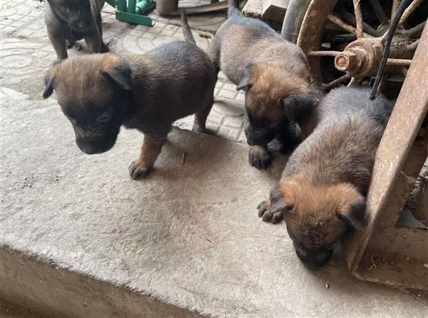 出售马犬幼崽